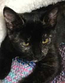 Tilly