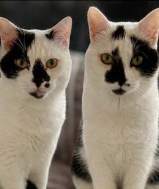 FIN & LEO (HOUSE CATS)