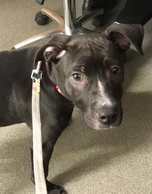 BELLA