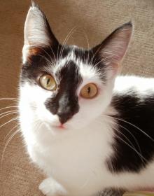 GRACIE