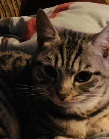 KiKi