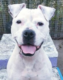 KIA (RSPCA LANCS EAST DOG)