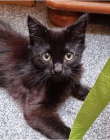 KLAUS