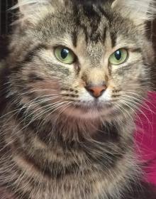 LEONIE (HOUSE CAT)