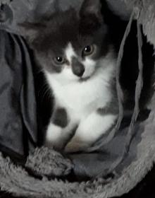 MARVIN