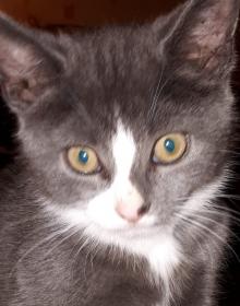 MELVIN
