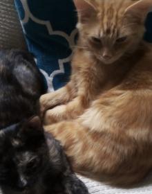 MERLIN & PIXIE