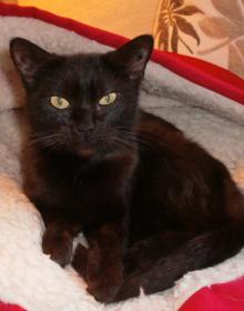 Cats and kittens for adoption in Keighley, Skipton - RSPCA Craven and ...