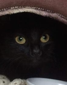 MIDNIGHT (HOUSE CAT)