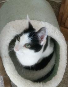 MITZI