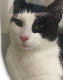 NOVA