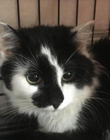 OREO (POSSIBLE HOUSE CAT)