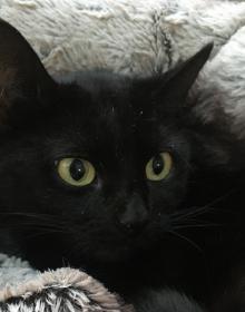 SABLE