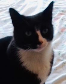 SAM