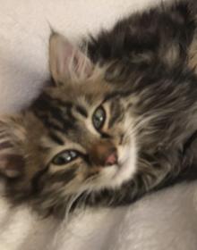LEO