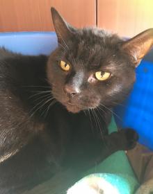 SOOTY
