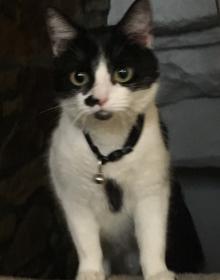 TALLULAH