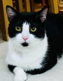 TODD