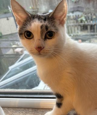 ALICE