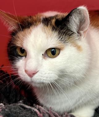 HONEY (HOUSE CAT)