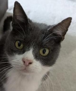SYLVESTER