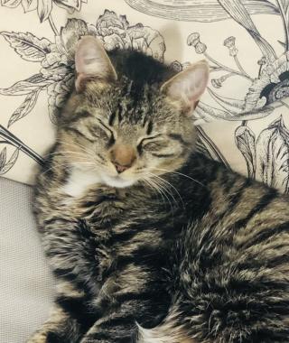 WILLOW
