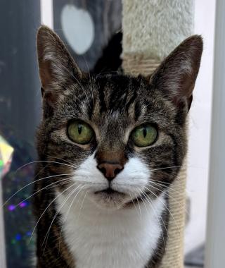 MARCIE (POTENTIAL HOUSE CAT)