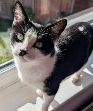ELIZA