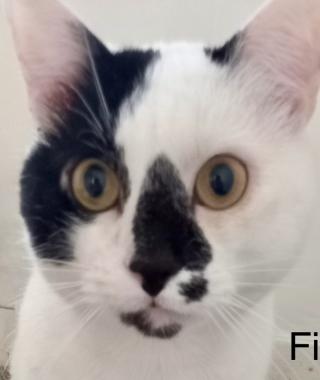 FIN & LEO (HOUSE CATS)