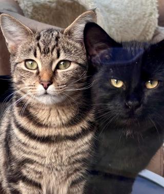 OPAL & ONYX (TO BE ADOPTED AS A PAIR)