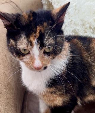 GRACIE
