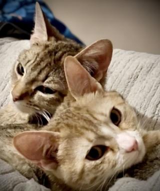 JESSY & JINNY (PAIR OF HOUSE CATS)