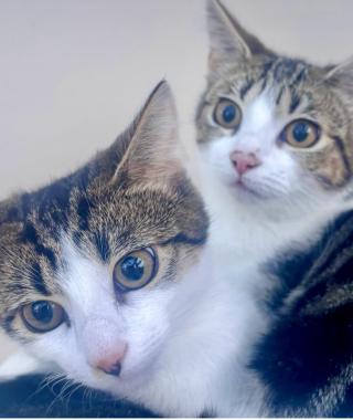 LUNA & LOLA