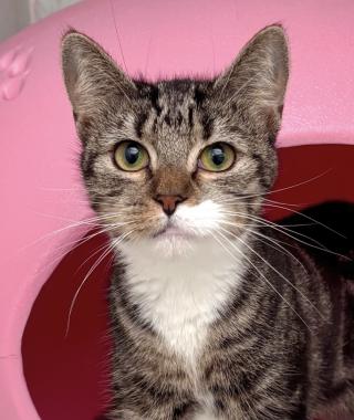 TABITHA