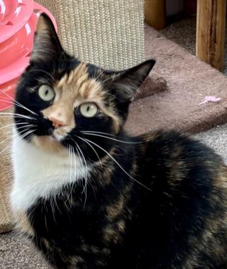 TILLY