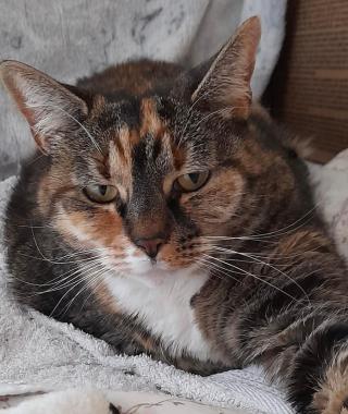 MAISIE (POTENTIAL HOUSE CAT)